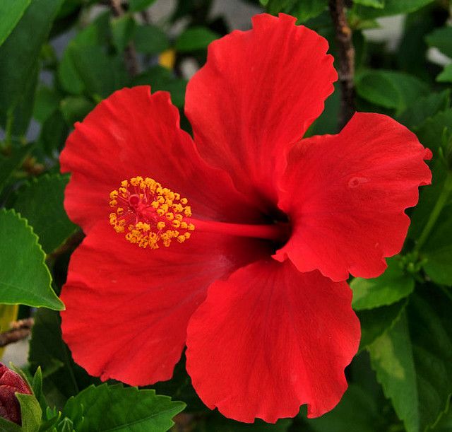 Hibiscus Flower powder(100gm)