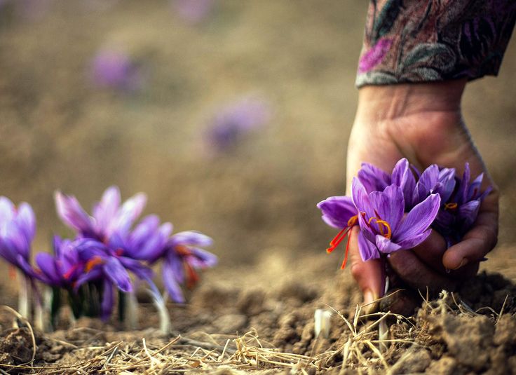 Kashmiri Mongra Saffron (A+++)Premium export quality (1gm)