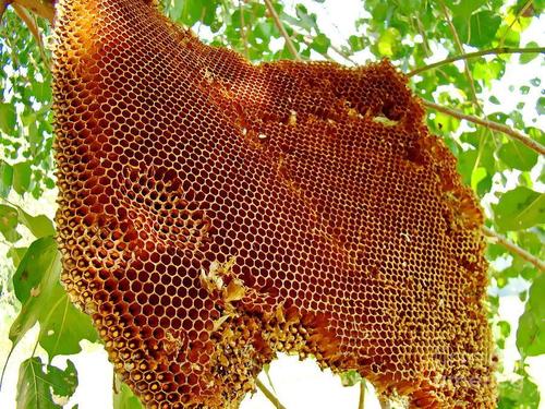WILD FOREST HONEY [500GM]